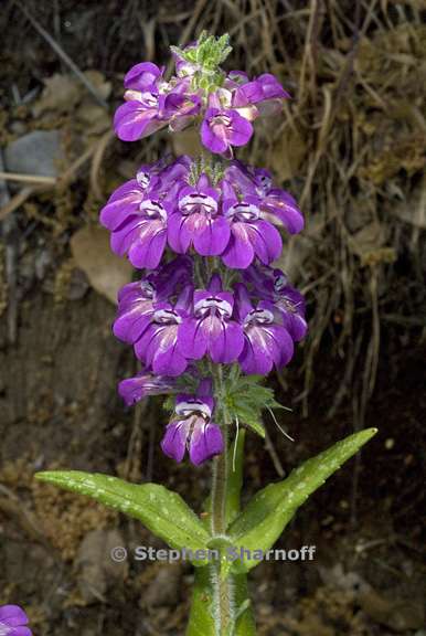 collinsia tinctoria 6 graphic